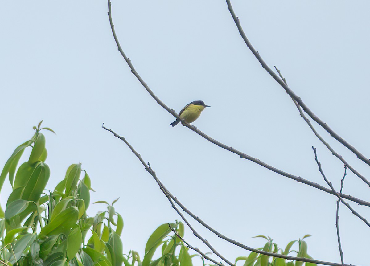 Common Tody-Flycatcher - ML638510021