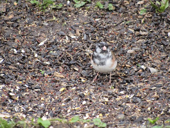 Dark-eyed Junco - ML638510042