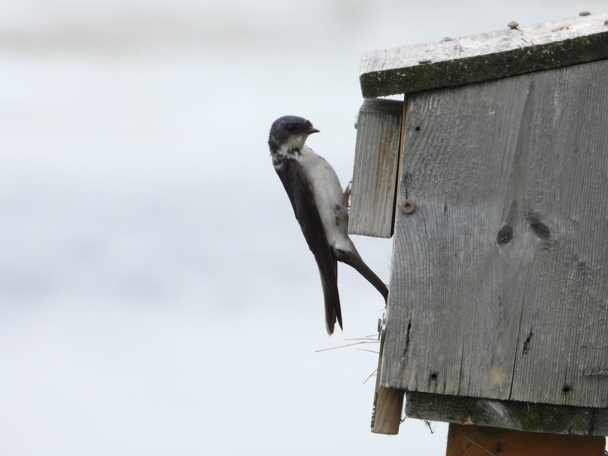 Tree Swallow - ML638510044