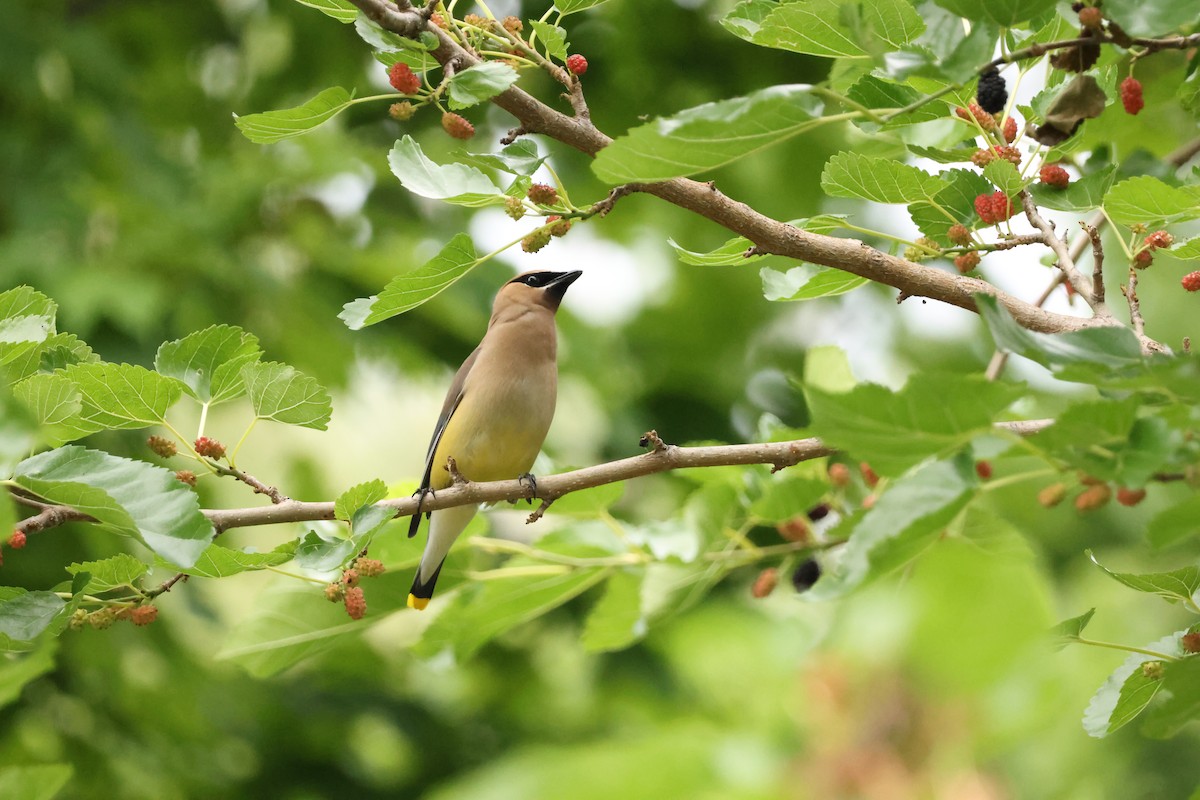 Cedar Waxwing - ML638510051