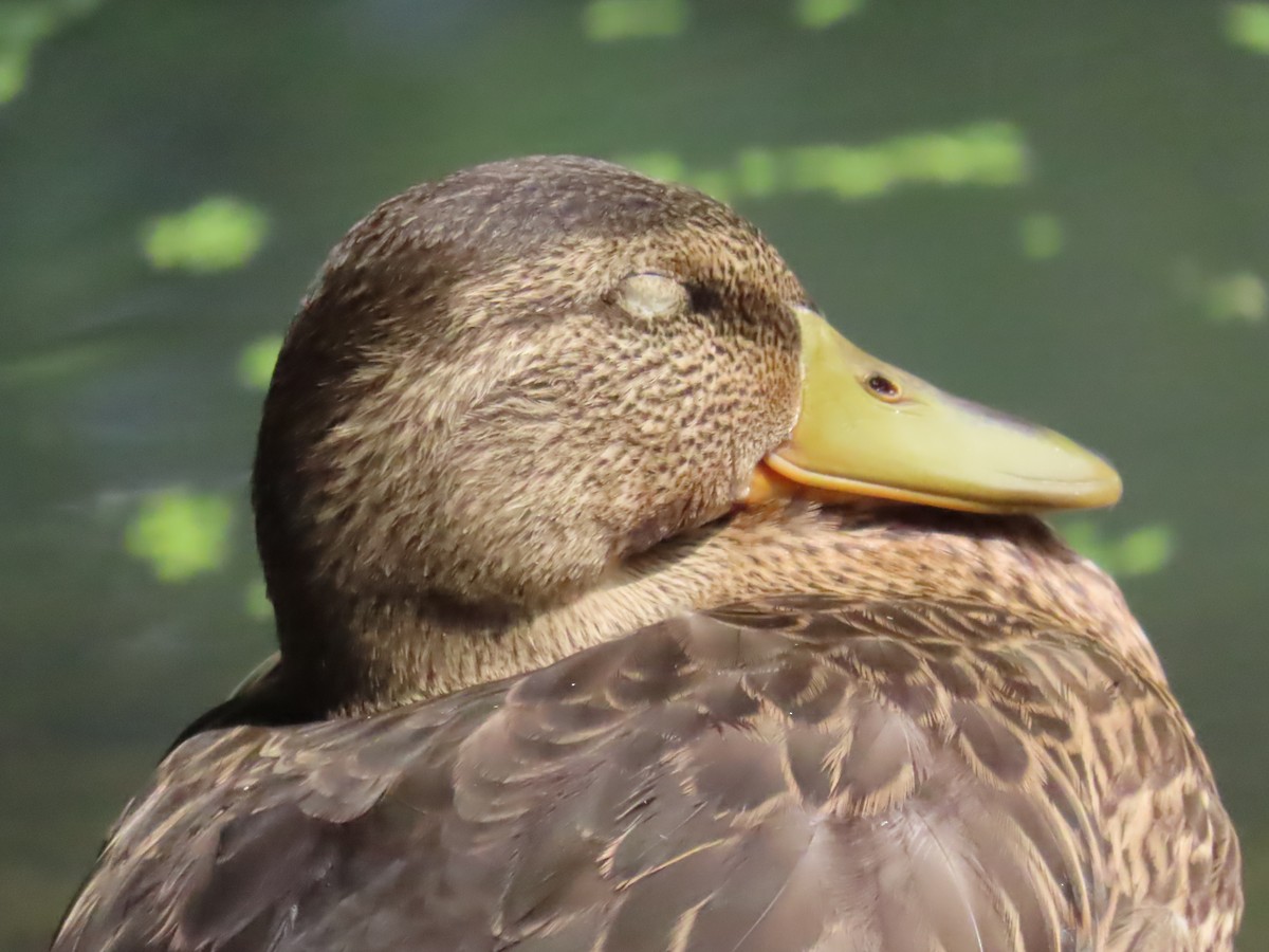 Stockente - ML638510054