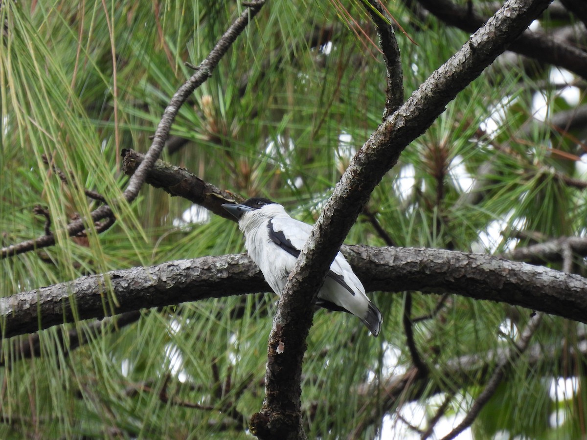 Black-crowned Tityra - ML638510059
