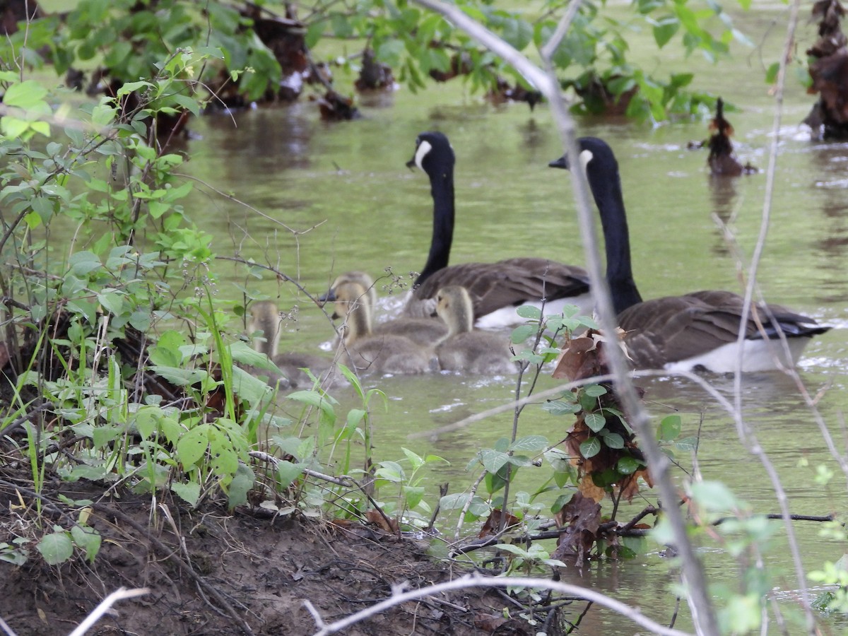 Canada Goose - ML638510067
