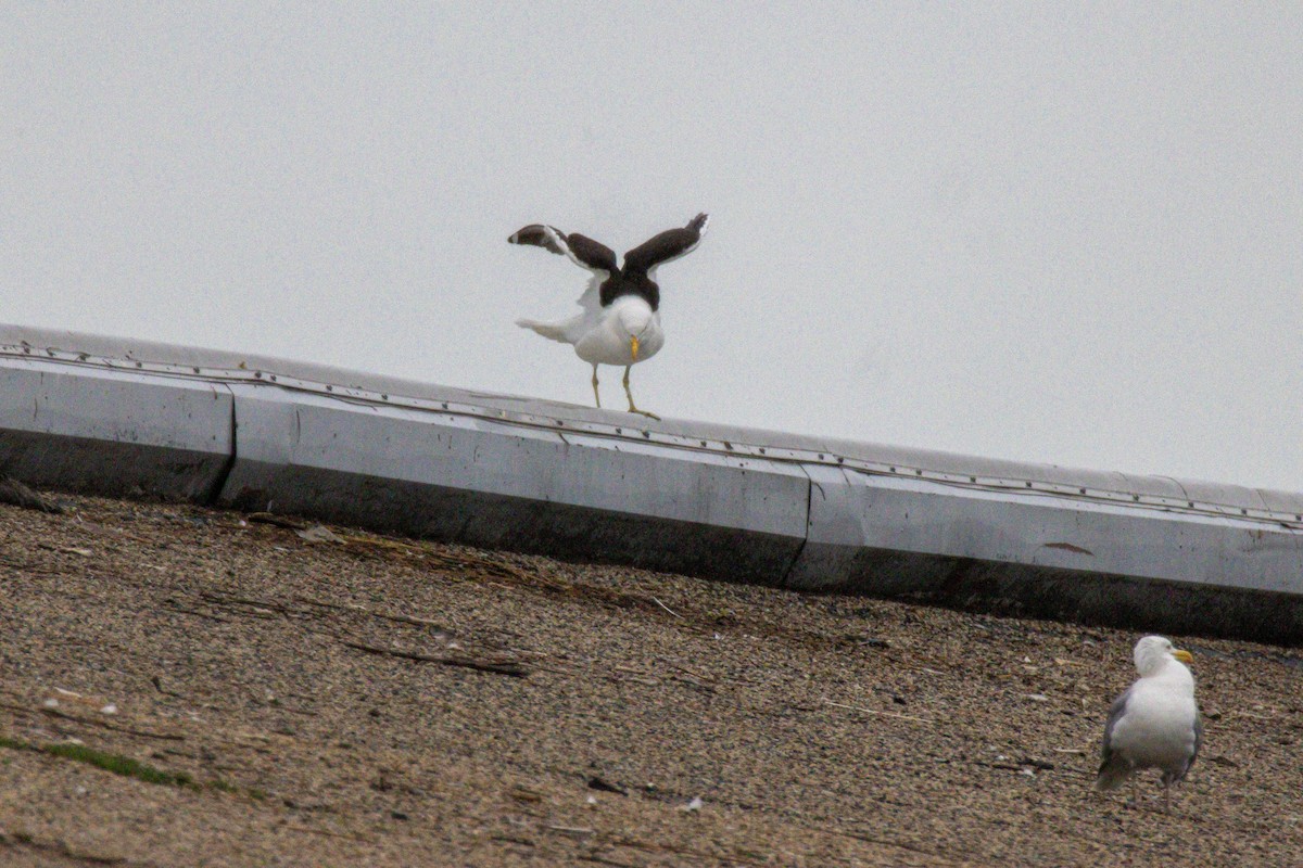 Kelp Gull - ML638510080