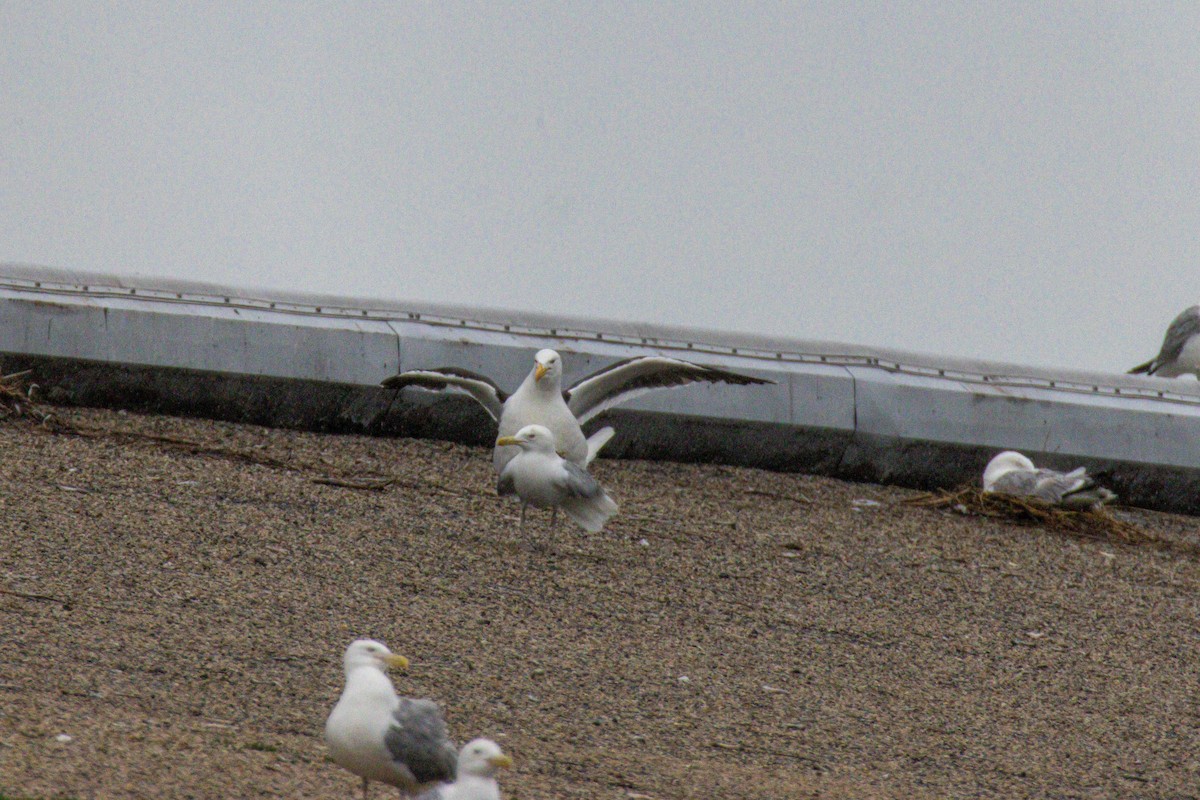 Kelp Gull - ML638510082