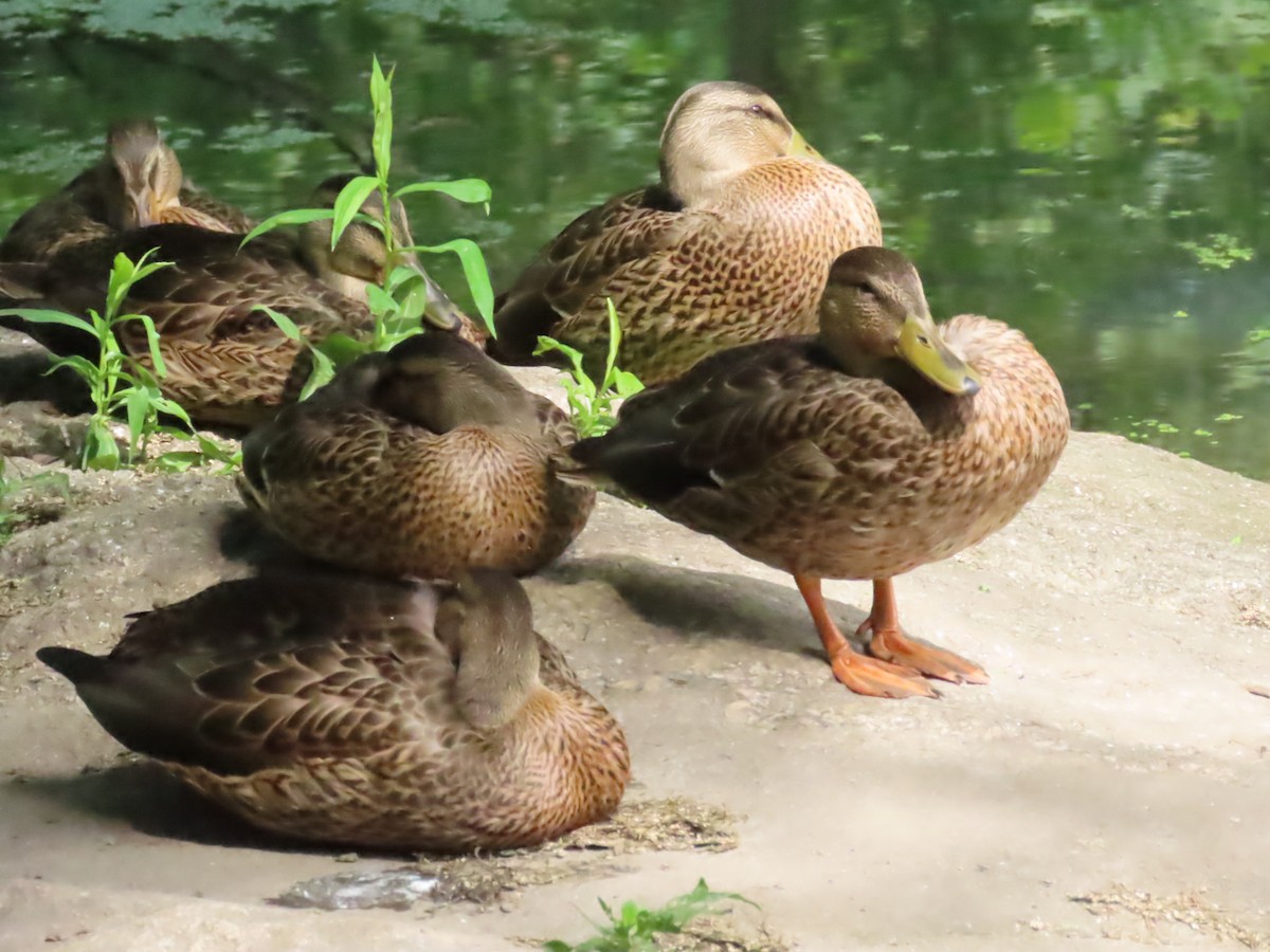 Stockente - ML638510083