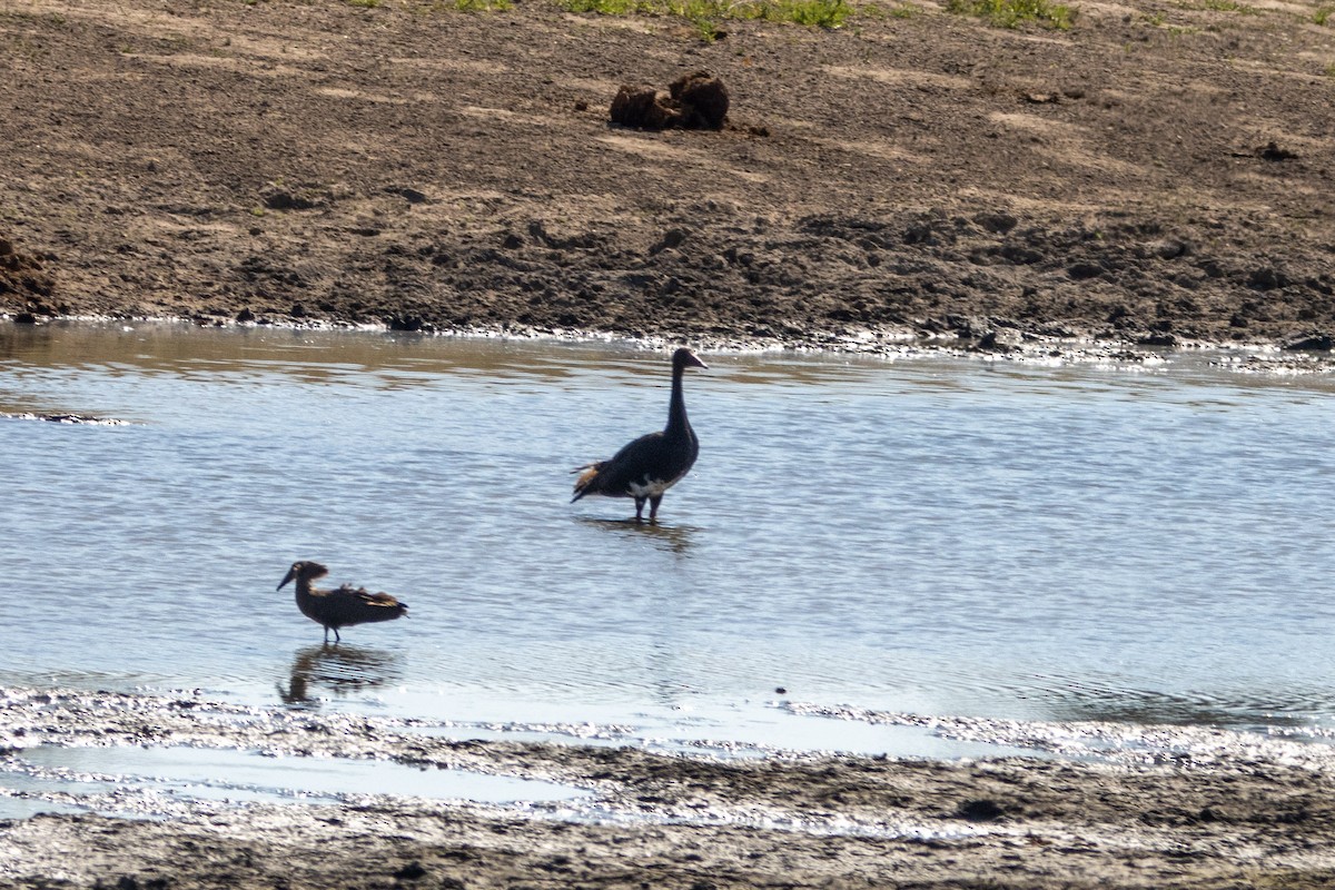 Spur-winged Goose - ML638510085