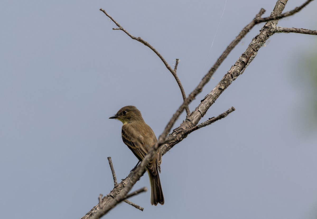 Eastern Phoebe - ML638510086
