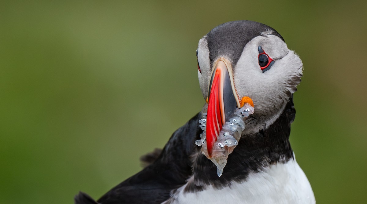 Atlantic Puffin - ML638510087