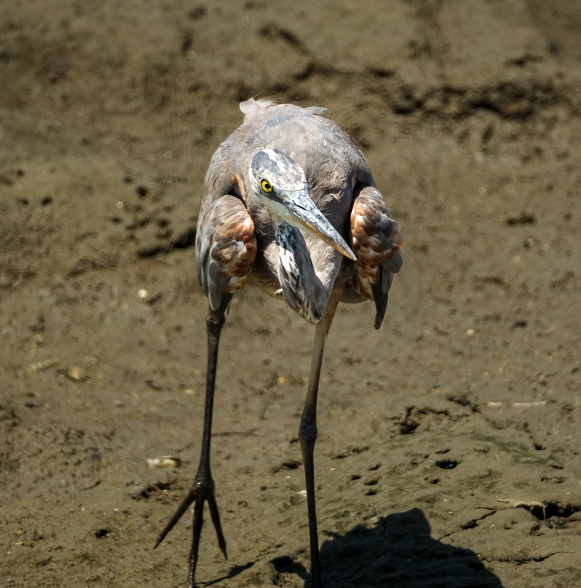 Great Blue Heron - ML638510089