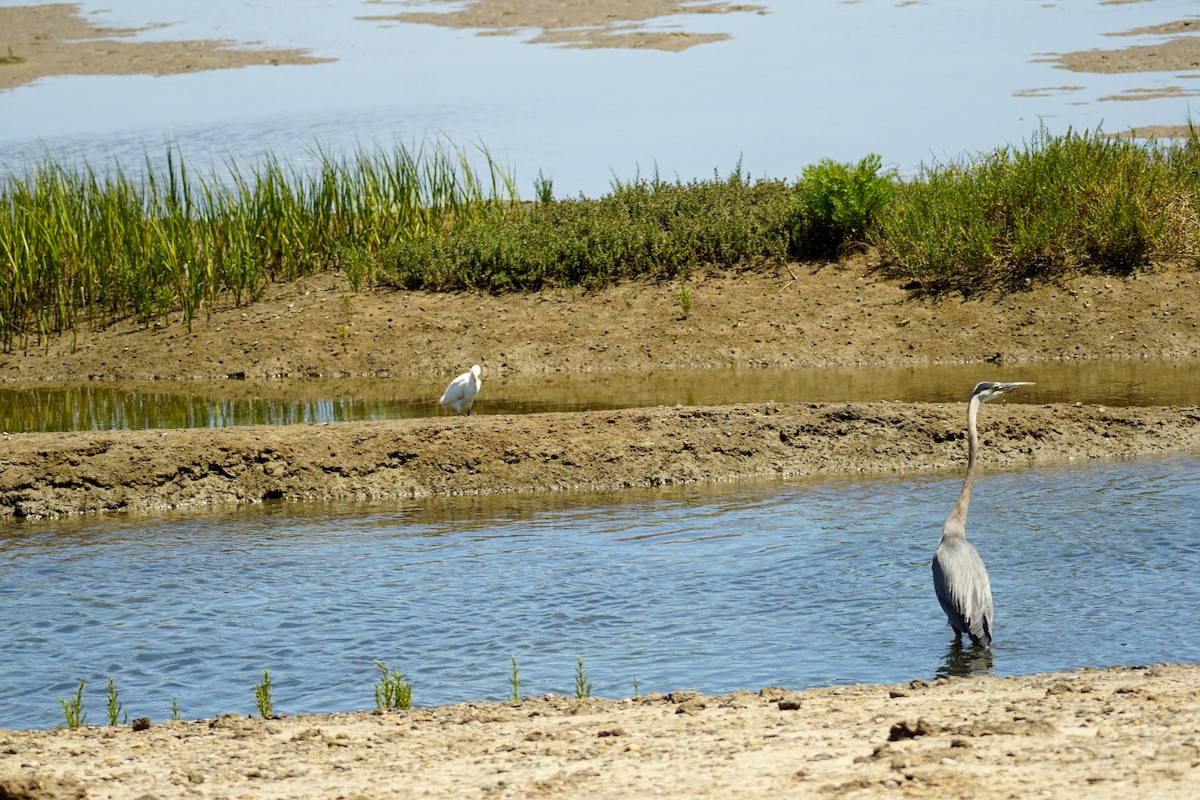 Great Blue Heron - ML638510090