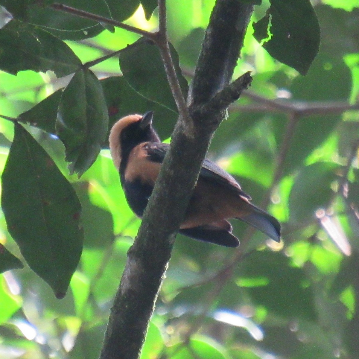 Burnished-buff Tanager - ML638510091