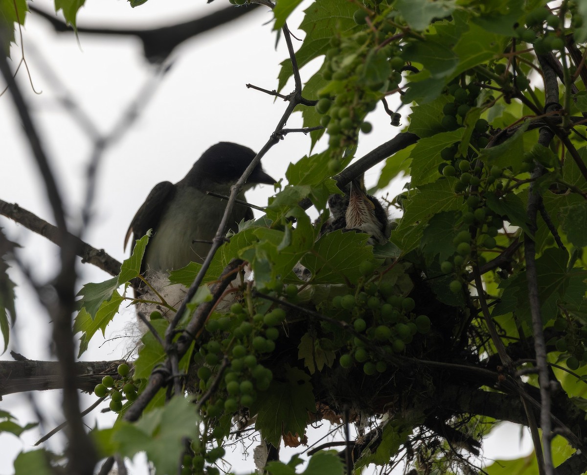 Eastern Kingbird - ML638510092