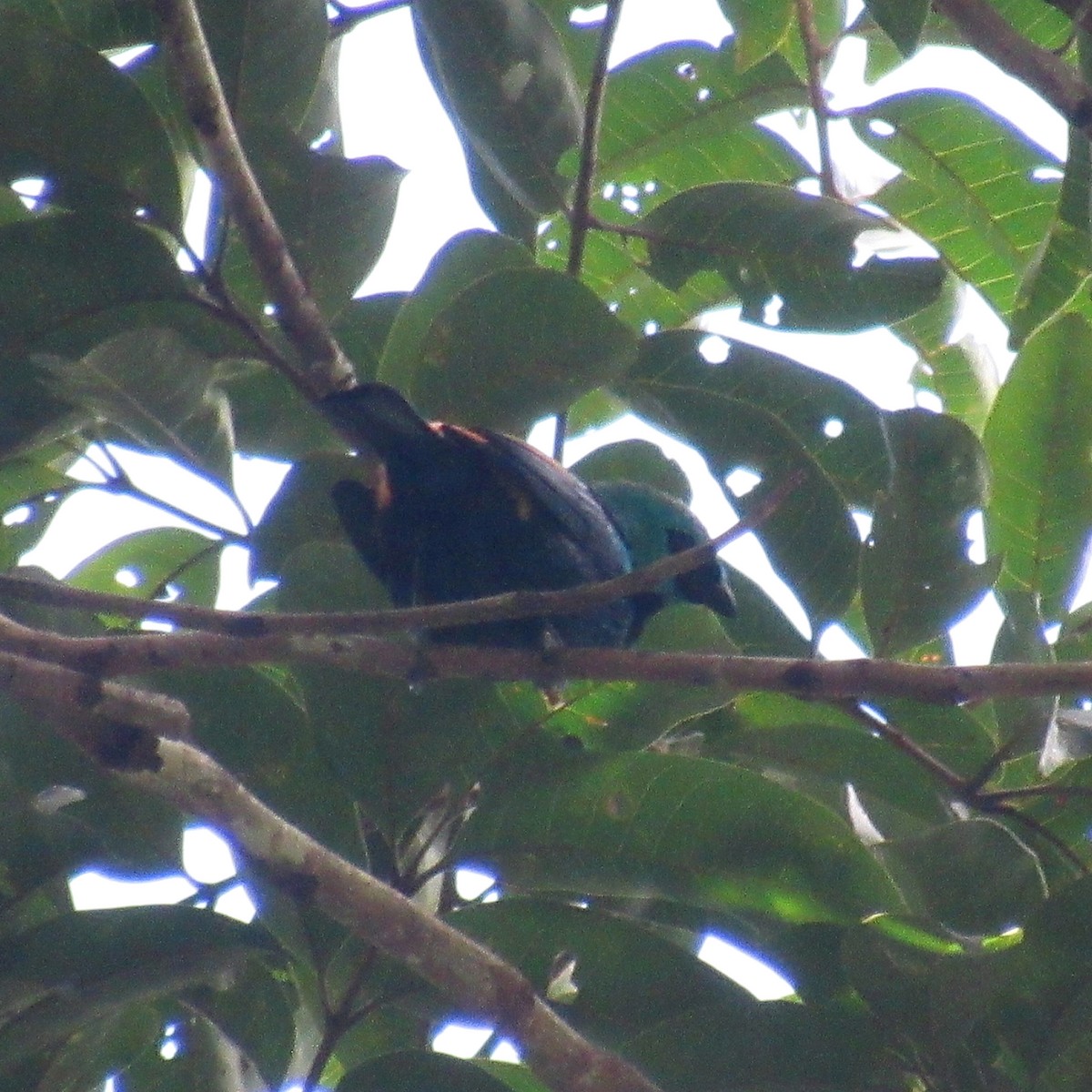Seven-colored Tanager - ML638510096