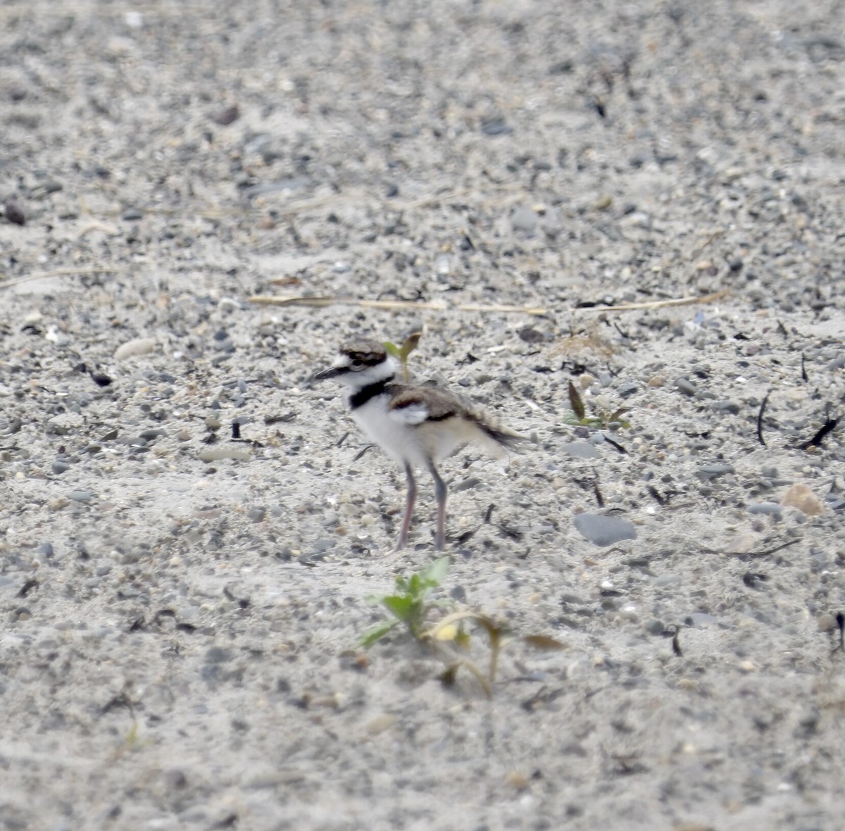 Killdeer - ML638510097