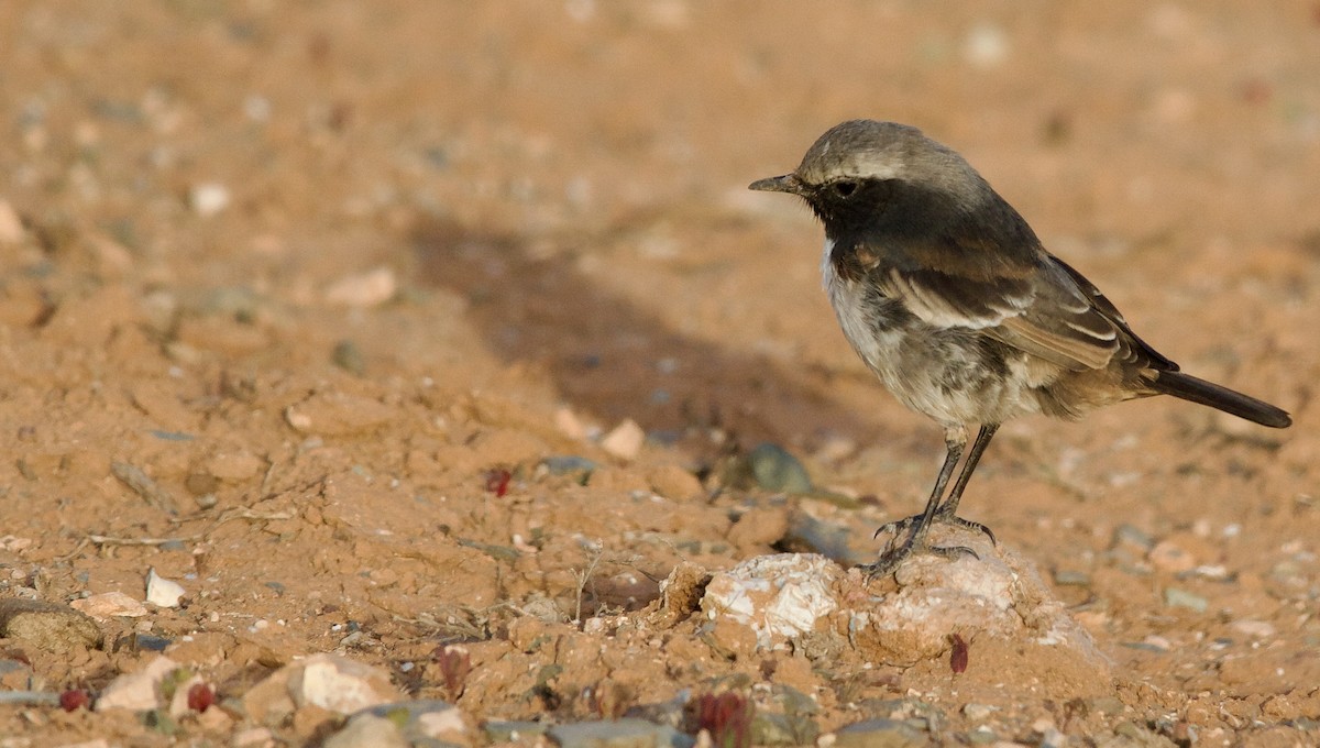 Red-rumped Wheatear - ML638510098