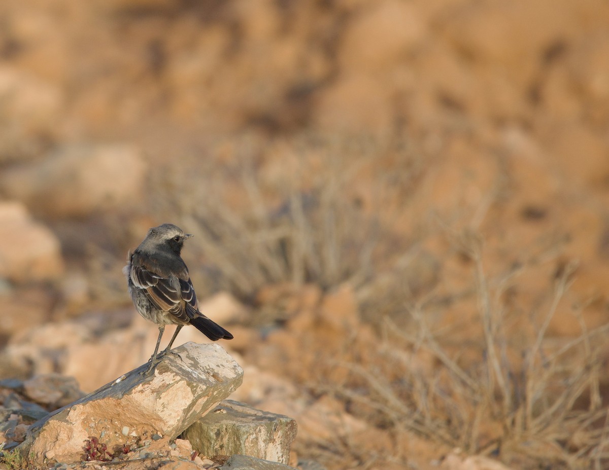 Red-rumped Wheatear - ML638510099