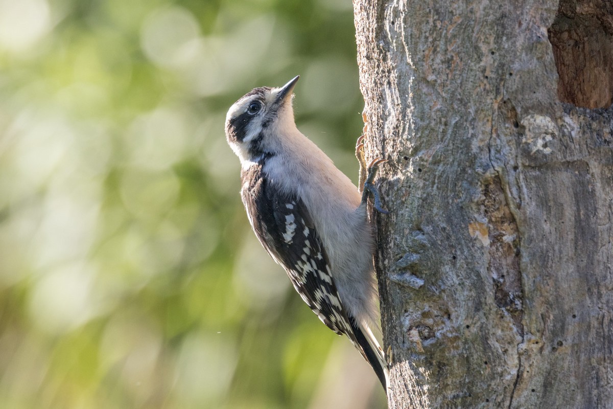 Downy Woodpecker - ML638510101