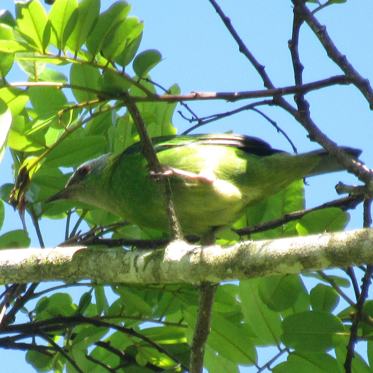 Blue Dacnis - ML638510107