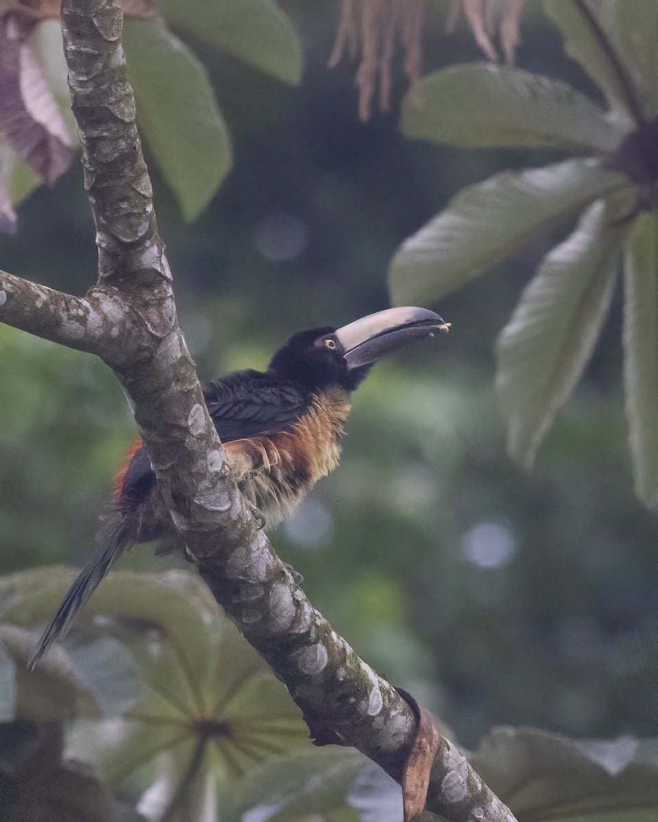 Collared Aracari - ML638510111