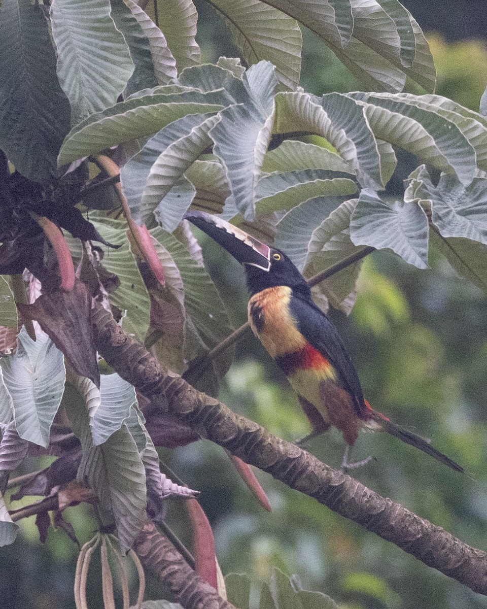 Collared Aracari - ML638510112