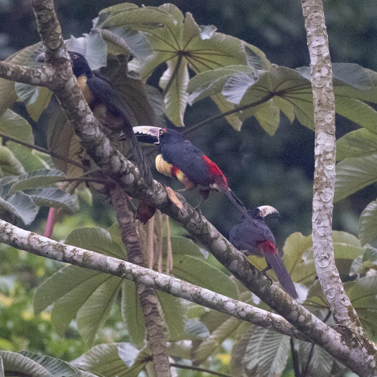 Collared Aracari - ML638510114