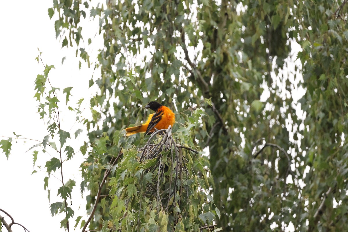 Baltimore Oriole - ML638510115