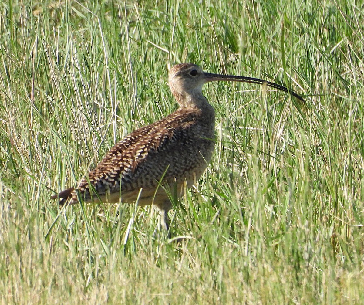Long-billed Curlew - ML638510116
