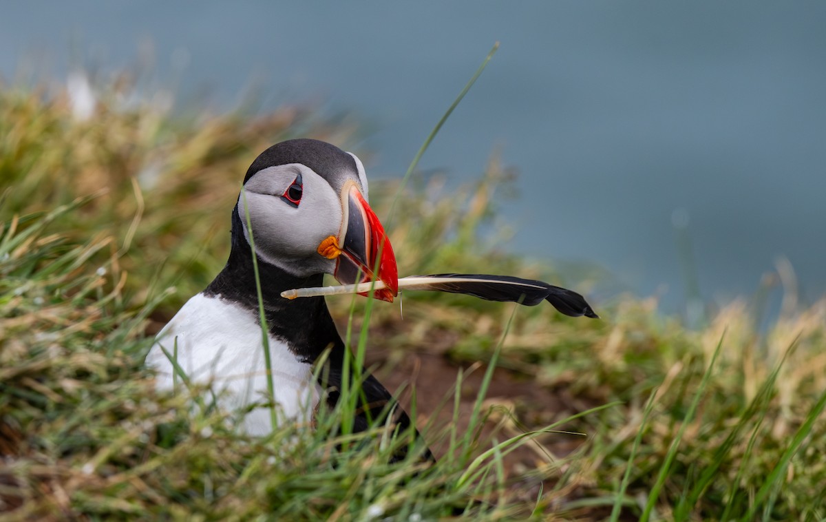 Atlantic Puffin - ML638510117