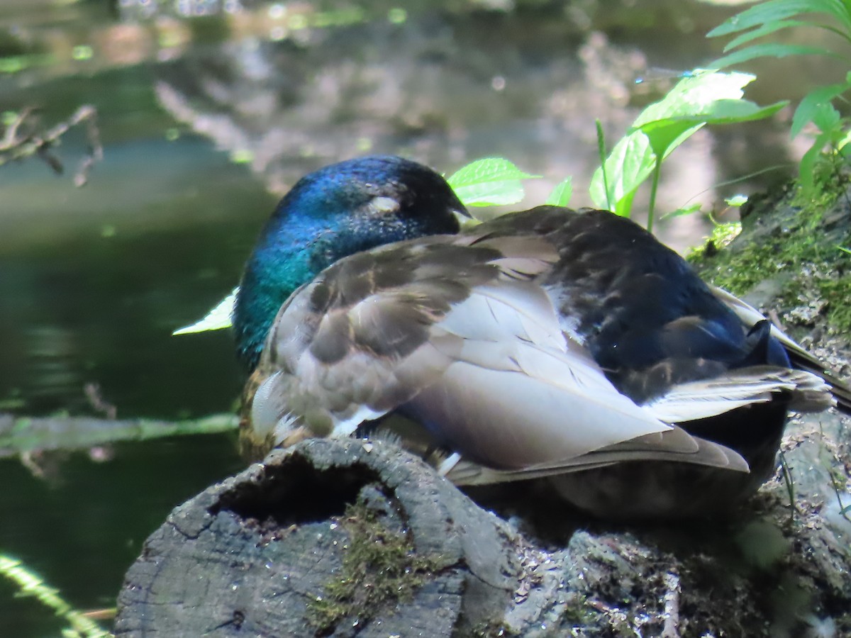 Mallard - ML638510119