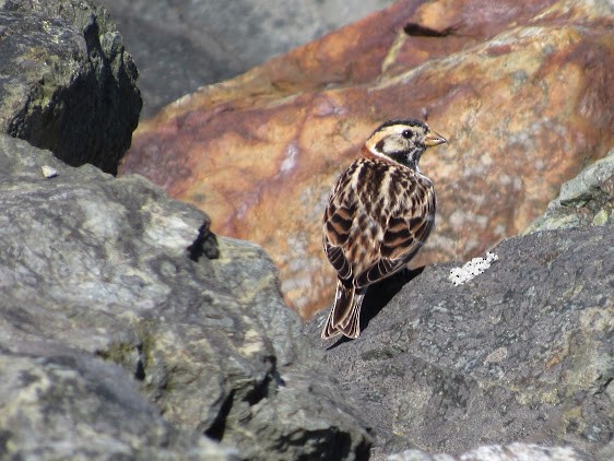 Lapland Longspur - ML638510123