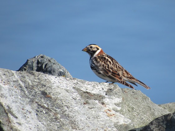Lapland Longspur - ML638510124