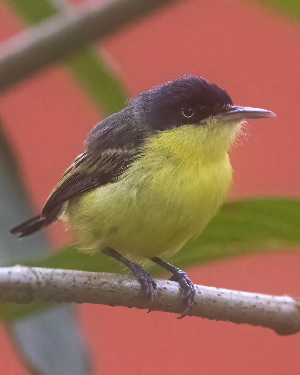 Common Tody-Flycatcher - ML638510137