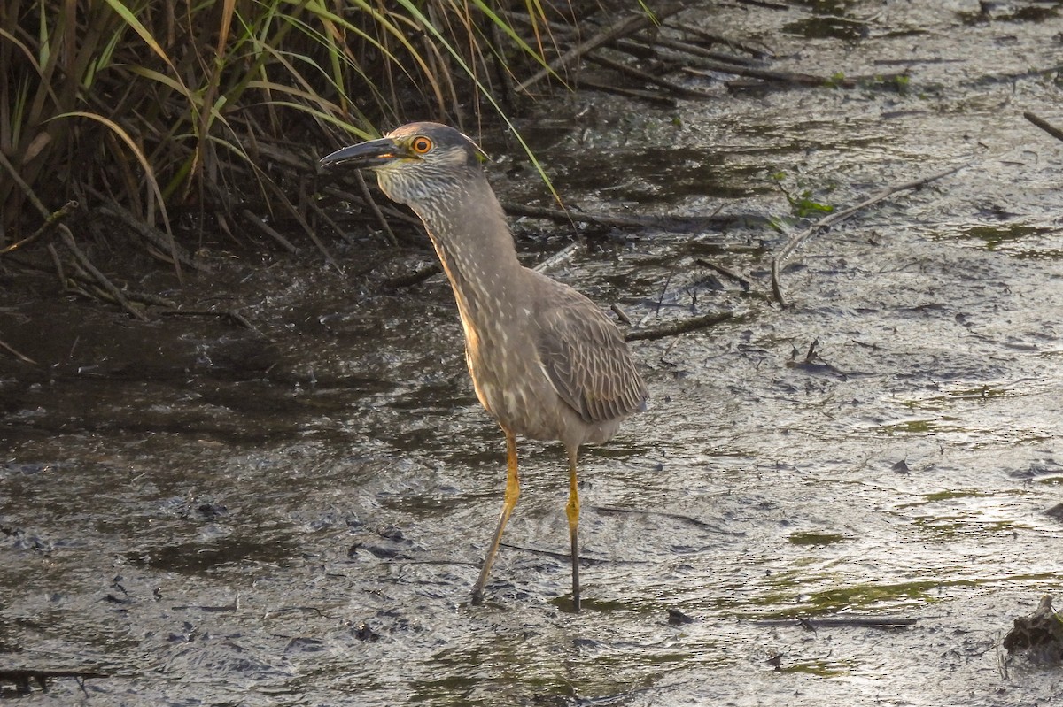 Krabbenreiher - ML638510148