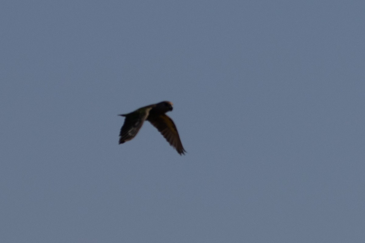 Brown-headed Parrot - ML638510151