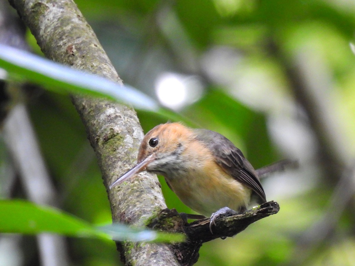 Long-billed Gnatwren - ML638510156