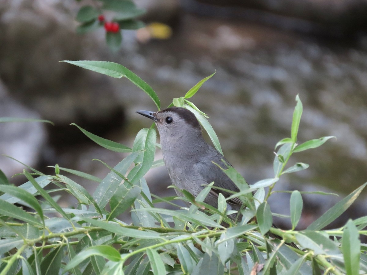 Katzenspottdrossel - ML638510161