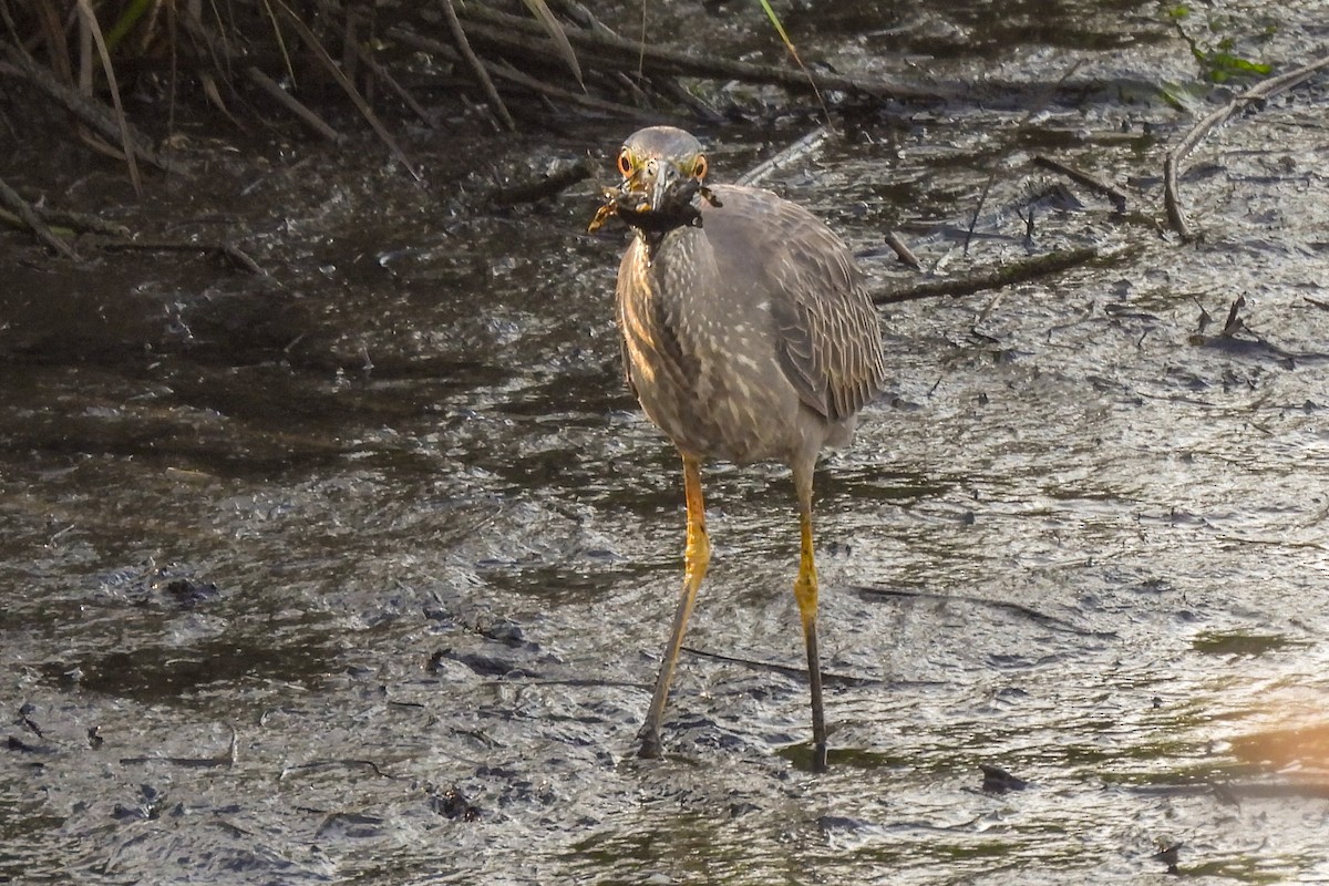 Krabbenreiher - ML638510189