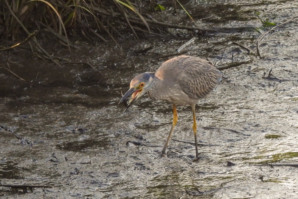 Krabbenreiher - ML638510190