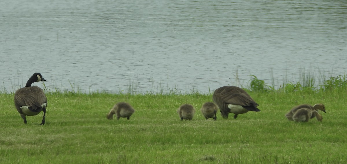 Canada Goose - ML638510192