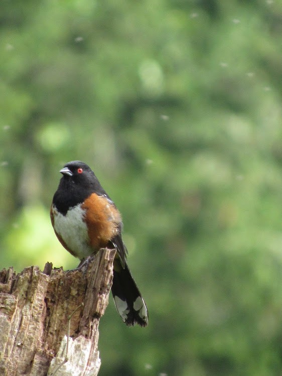 Spotted Towhee - ML638510208