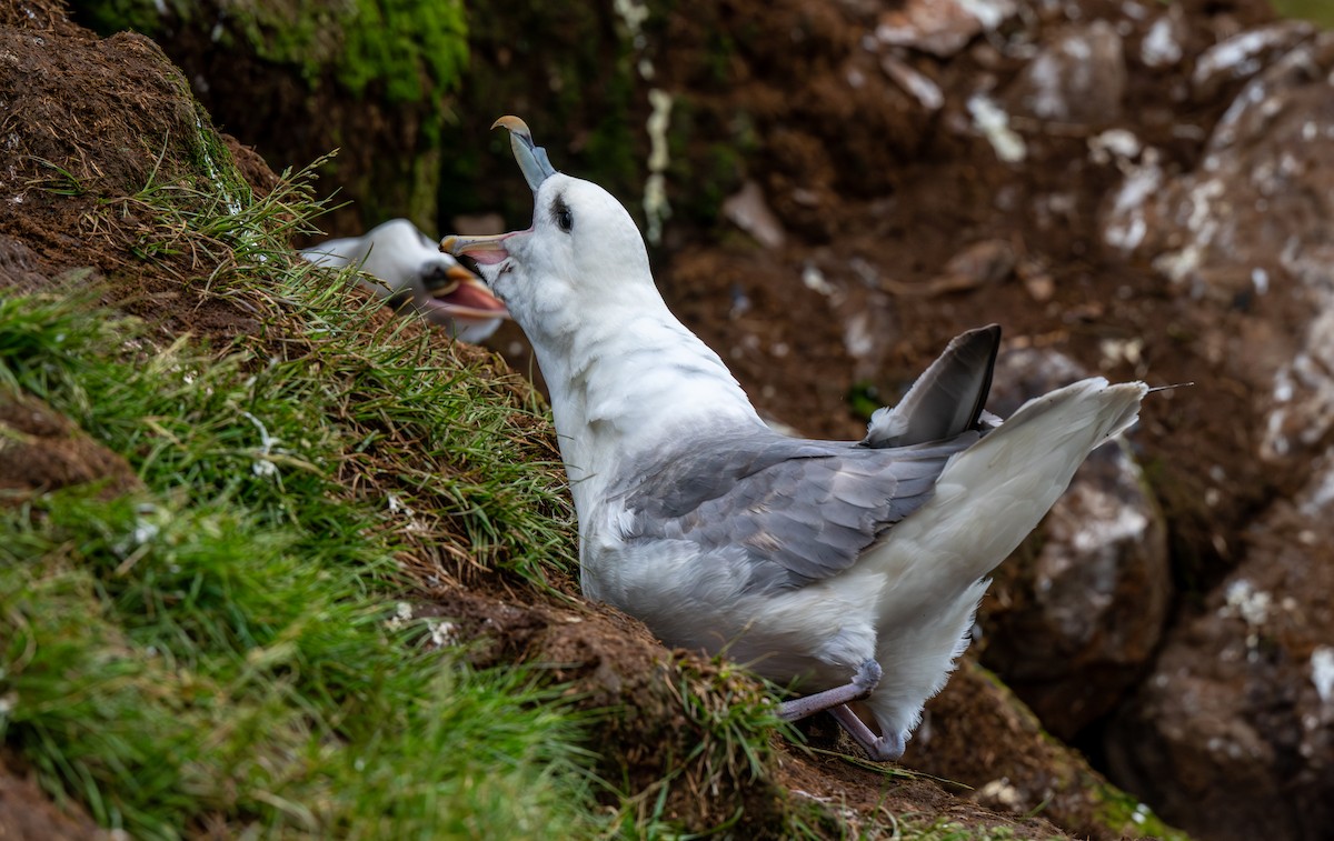 Northern Fulmar - ML638510212