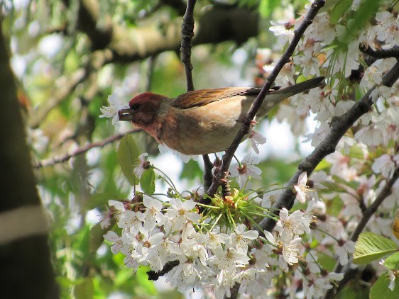 Purple Finch - ML638510243