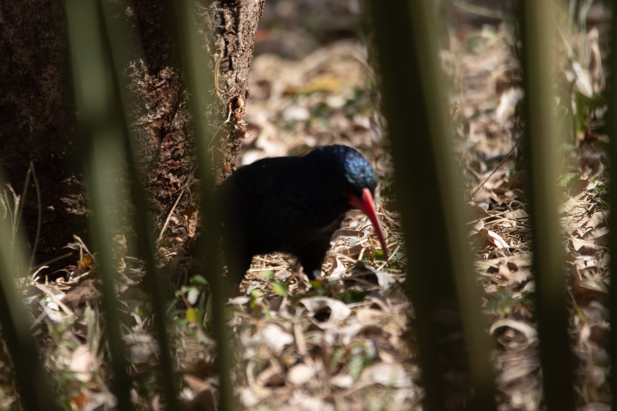 Green Woodhoopoe - ML638510250