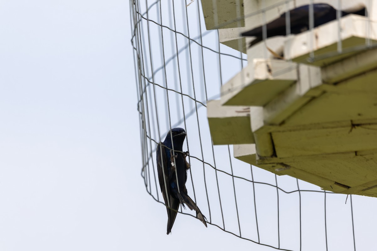 Purple Martin - ML638510252