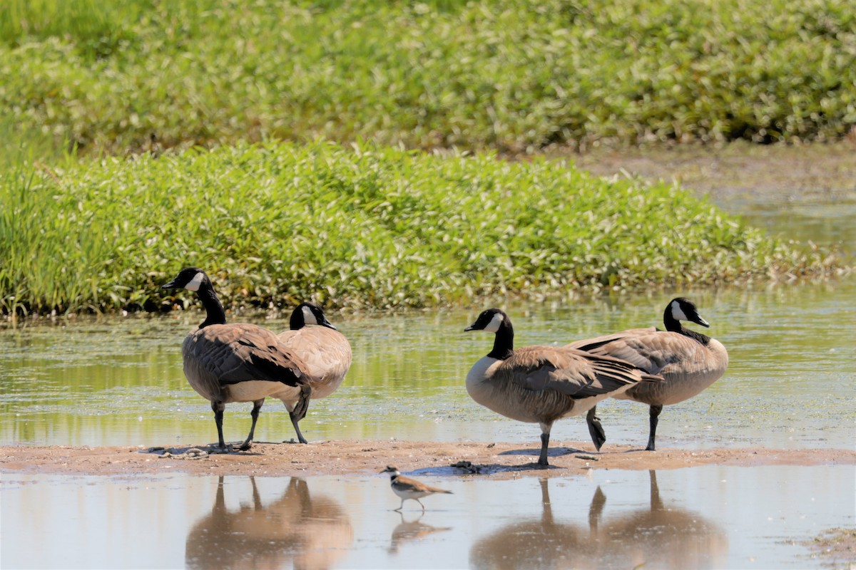 Canada Goose (moffitti/maxima) - ML638510264