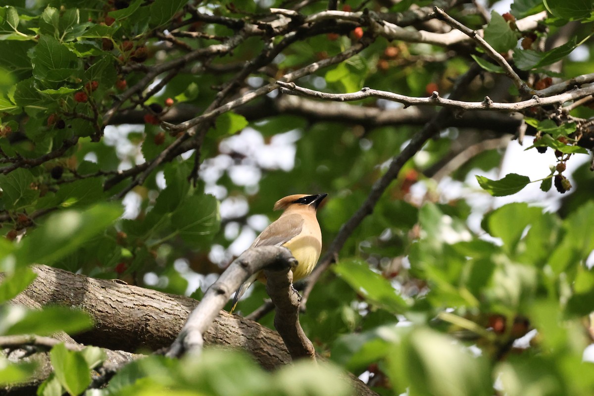 Cedar Waxwing - ML638510282
