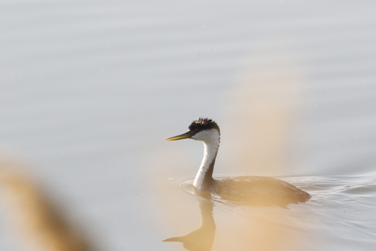 Western Grebe - ML638510286
