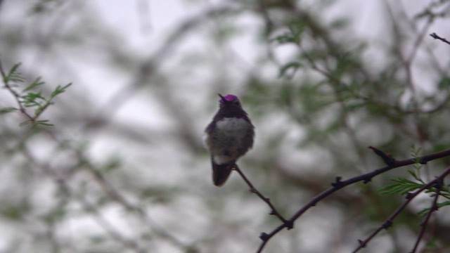 Colibri de Costa - ML638510294