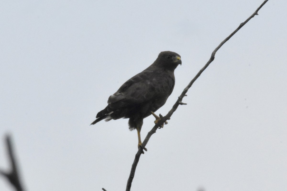Geniş Kanatlı Şahin - ML638510297